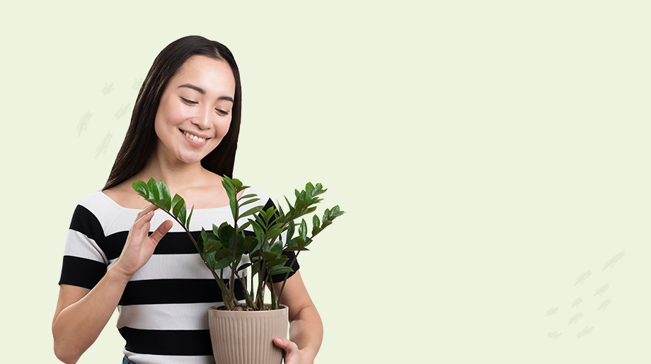 Indoor plant air purifying