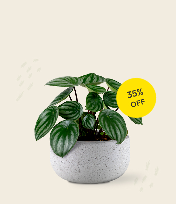 Outdoor jungle rain plant