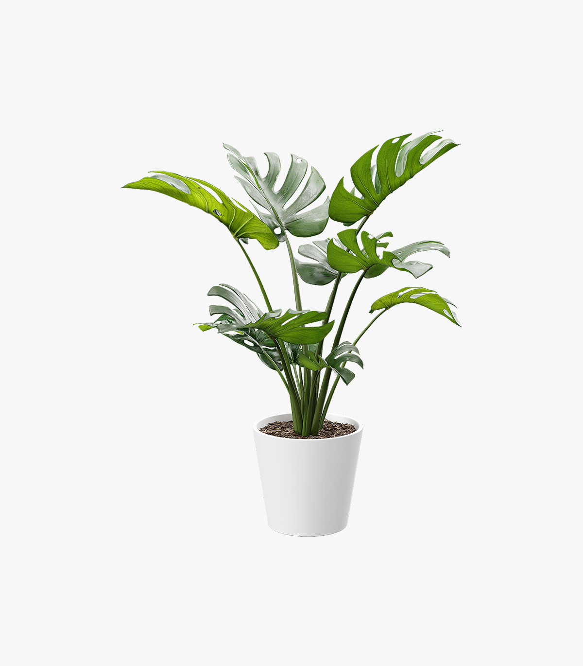 Cây Lưỡi Hổ